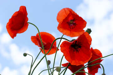 Red poppies