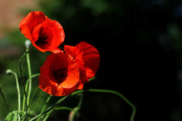 Beautiful background with poppies №37107