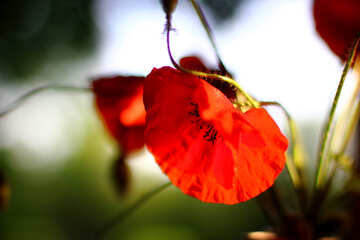 Una hermosa foto con flor de amapola №37047