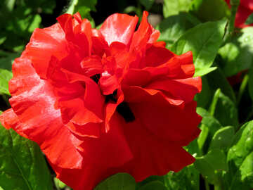 Flower poppy Red №37018