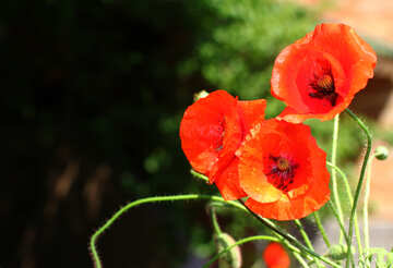 Picture of poppies for congratulations №37104