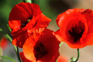Red poppy №37106