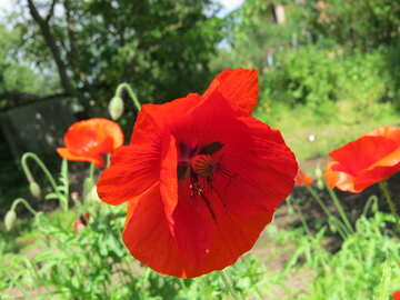 Poppy growing in the country №37023