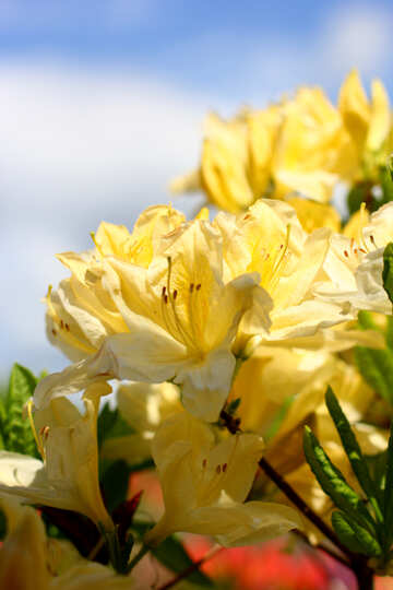 Rhododendron №37711