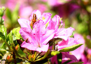 Rhododendron №37712