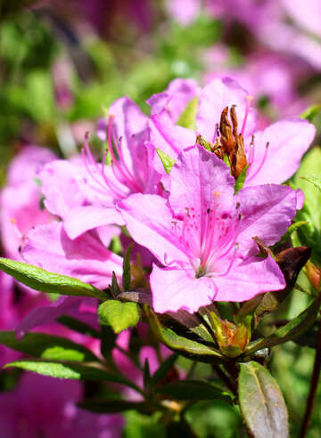 Rhododendron №37714