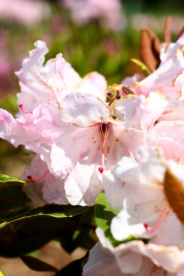 Rhododendron №37716