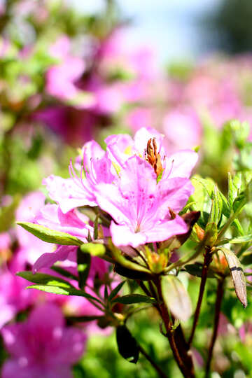 Rhododendron flower №37713