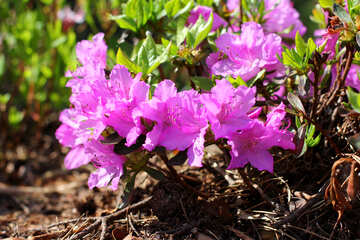 Rhododendron flower №37719