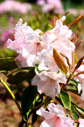 Rododendro fiore di primavera №37715