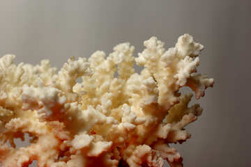 Ramas de coral №37259