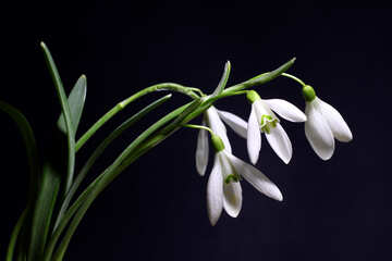 Snowdrops in the black in isolation №37966