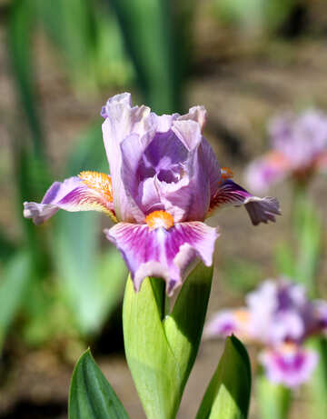 Schöne Blume iris №37692