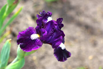Iris fleurissant №37688