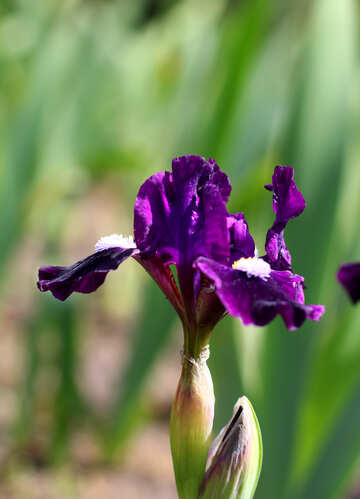 Dark flower iris №37690