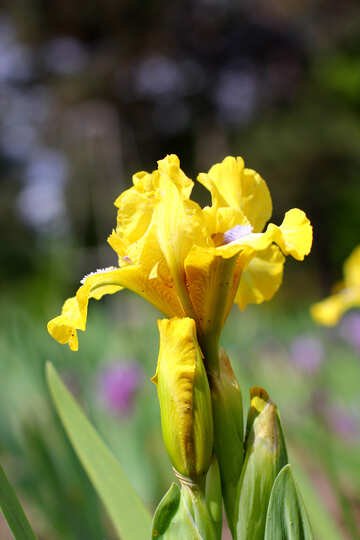 Flor de iris №37695