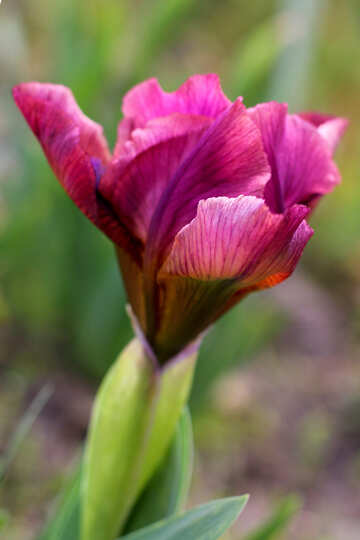 Flor de iris se disuelve №37686