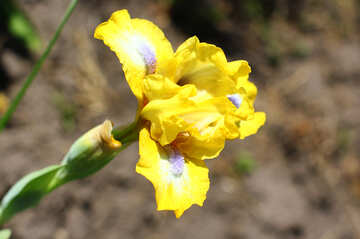 Jardin d`iris de fleur printemps №37694