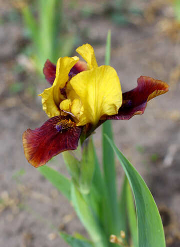 Flower of iris multicolored №37691