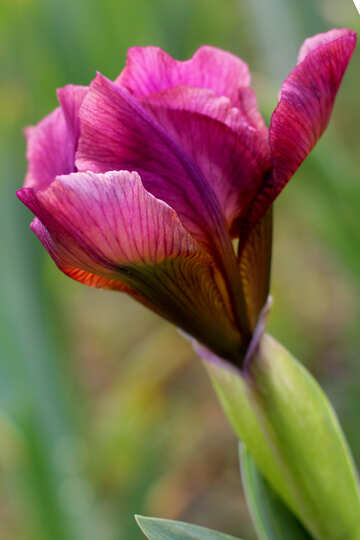 Iris flower bud №37687