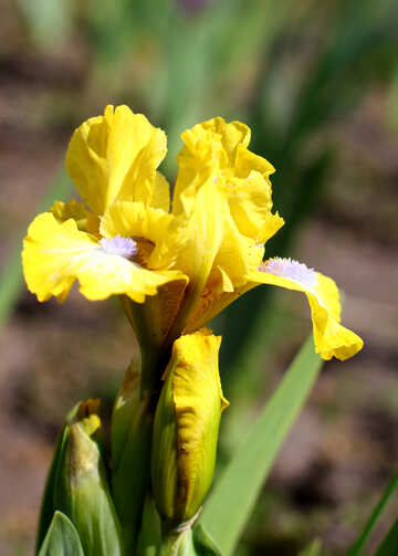Yellow Iris flower №37696