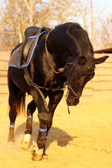 Training Pferd №37234