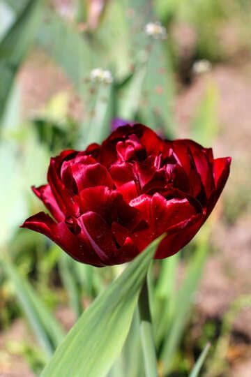 Schöne Tulip №37702