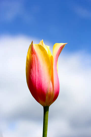 Flor de tulipán №37707