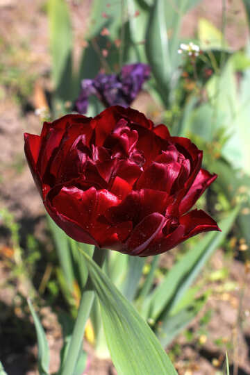 Tulipán furry №37704
