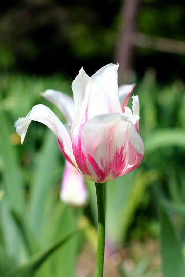 Tulipano aperto №37697