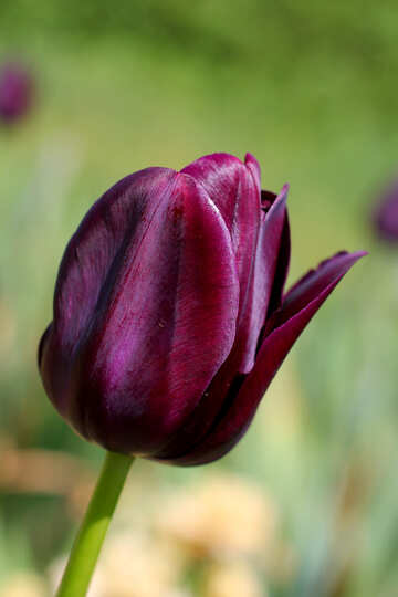Tulipán de terciopelo №37699