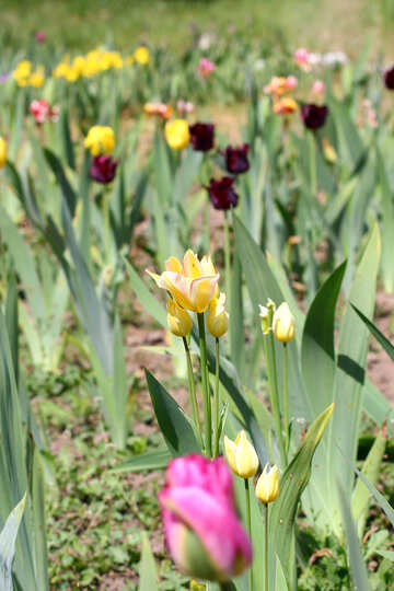 Assorted tulips №37698