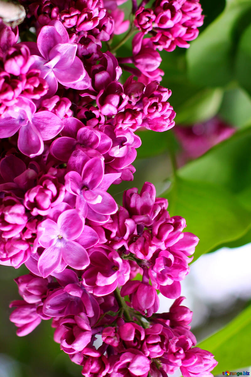 Lilac background №37581