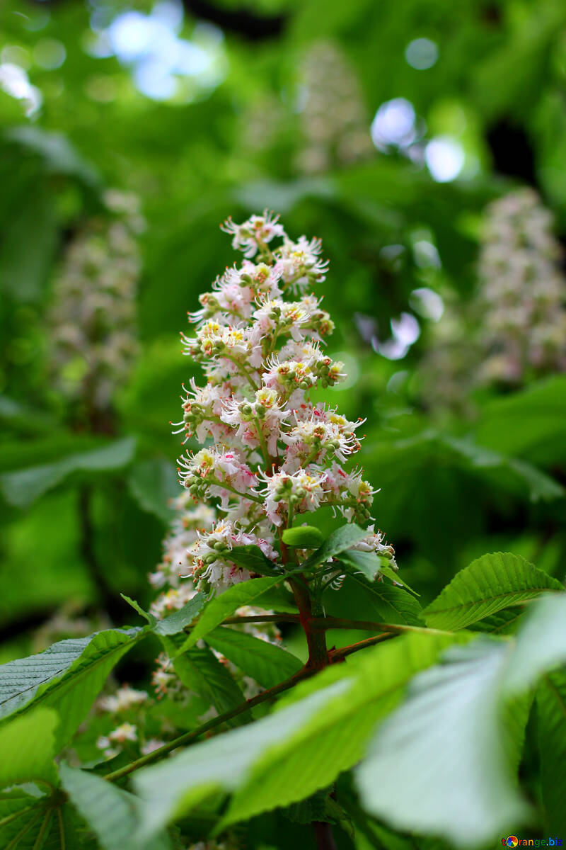 Blossoming chestnut branch №37660