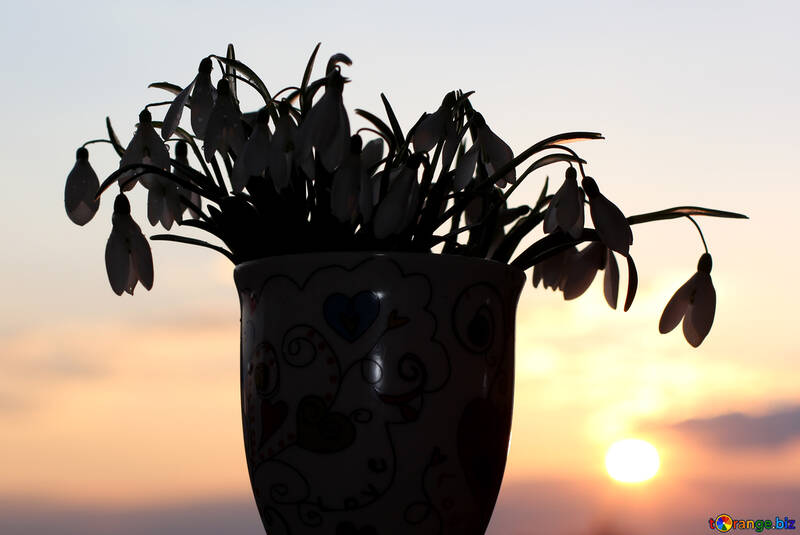 Silhouette of bouquet of snowdrops №37968