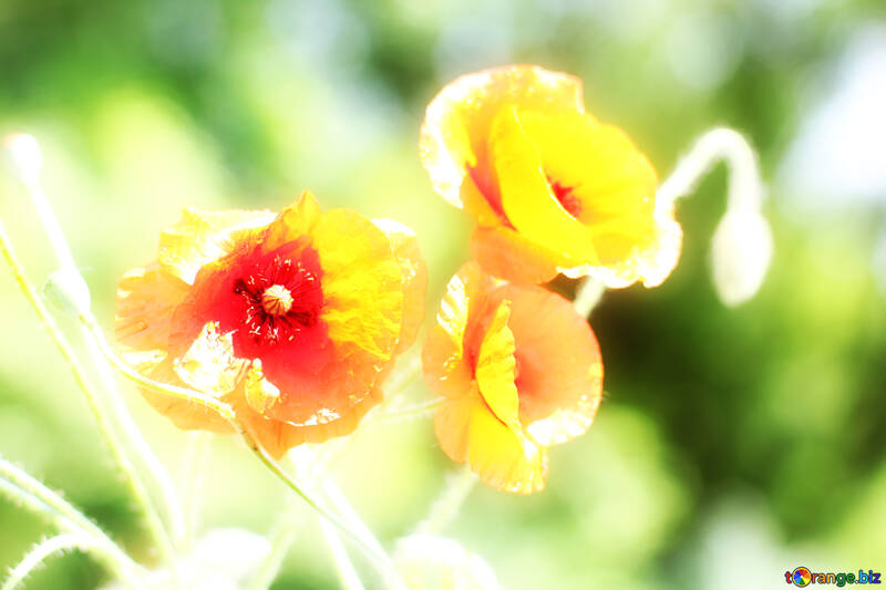Summer flower №37101