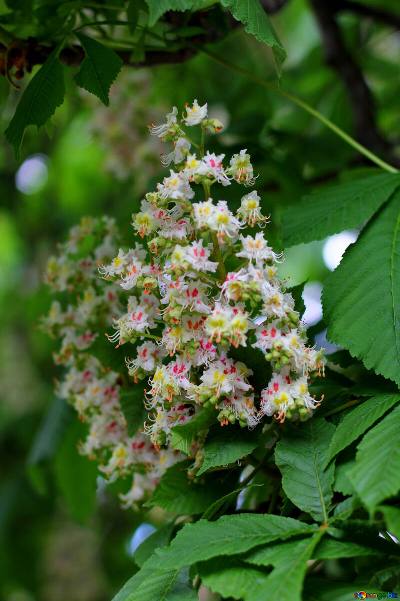 Chestnut blossoms in may №37662