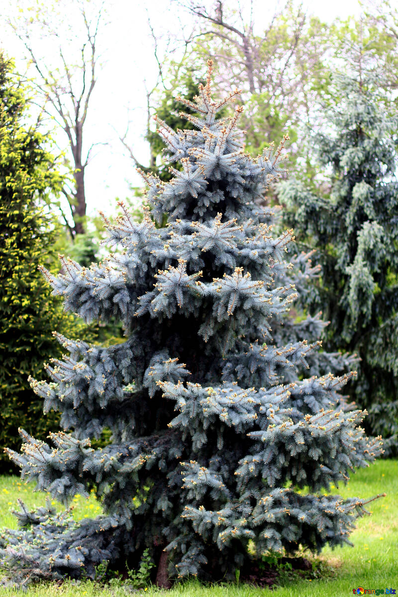 Blue spruce №37674