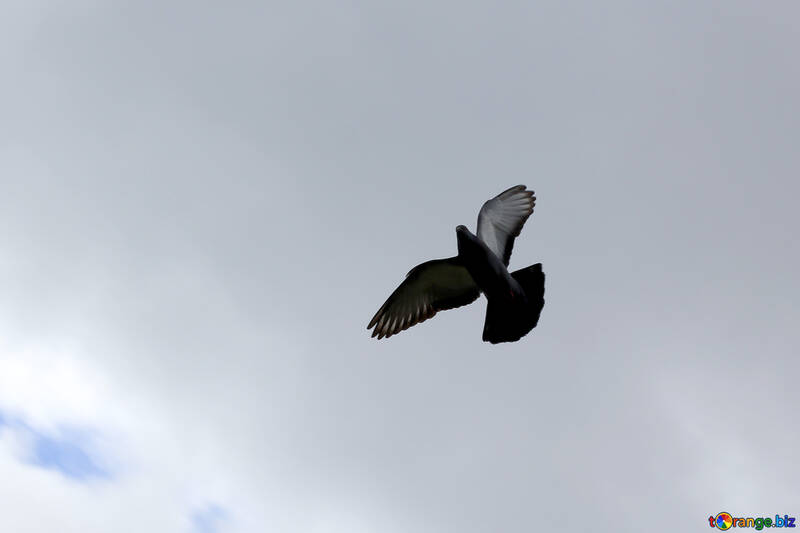 Dove in Flight №37367
