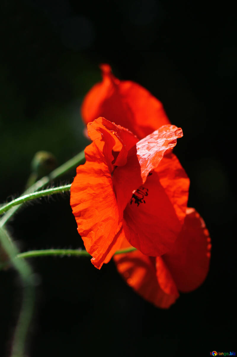 Rote Blume №37110