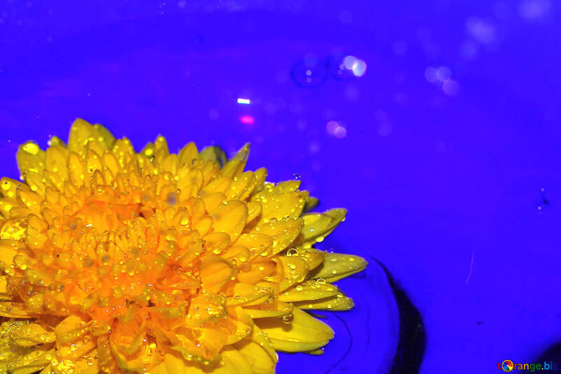 Fondo azul con flor amarilla №37275