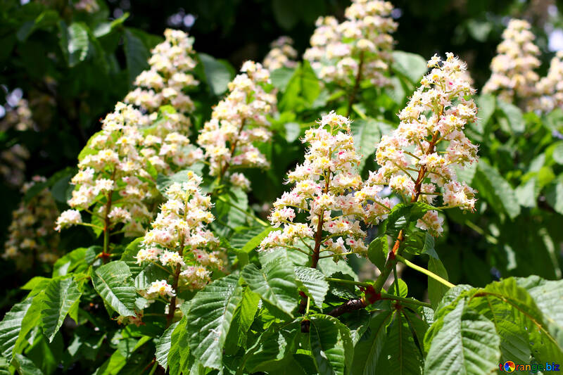 Schöne Blumen Kastanien-Baum №37629