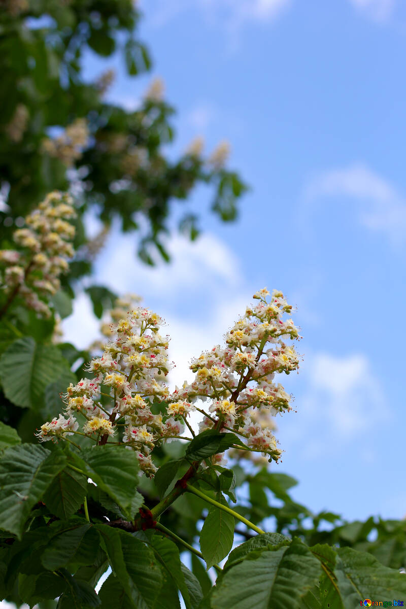 Chestnut tree flowers №37626