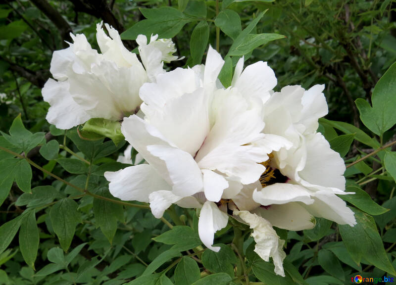 Flores blancas №37336