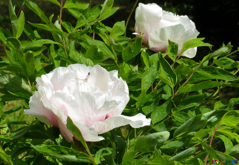 Un fiori di fioritura bianca di Bush №37321