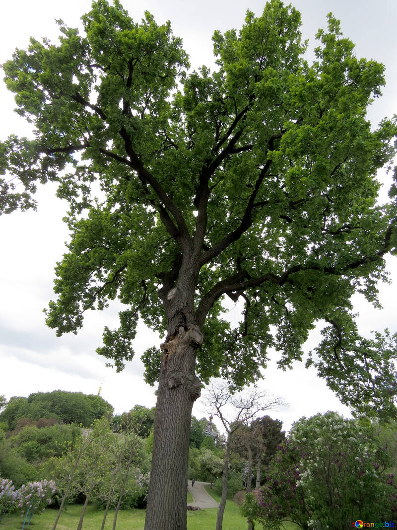 The old oak №37300