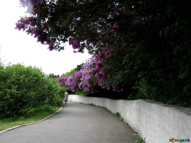 La route dans le jardin fleuri №37311