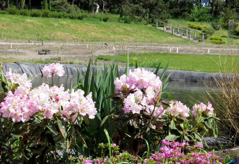 As flores no jardim №37351