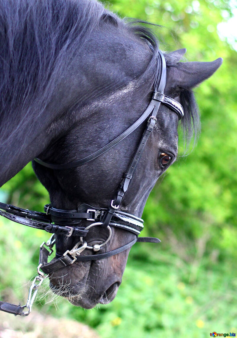 Horse`s head №37270