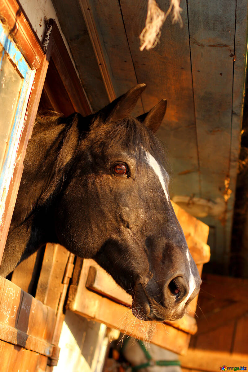 The horse in the window №37205
